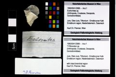 Foto (Objekt + Etikett) von ? Pithonoton sp.  (NHMW-GEO-1990-0041-2989)